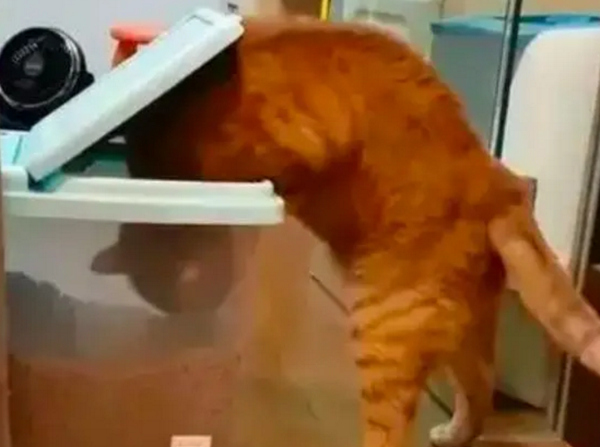 昨天才被卡住的橘猫今天就忘记了教训,能长这么胖真的是有原因的 昨天才被卡住的橘猫今天就忘记了教训,能长这么胖真的是有原因的