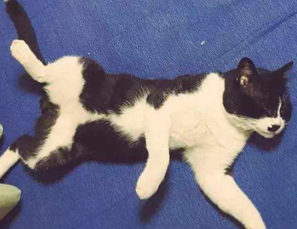 经常来串门的猫咪“消失”了,隔了几年才知道真相:已经去喵星了 经常来串门的猫咪“消失”了,隔了几年才知道真相:已经去喵星了