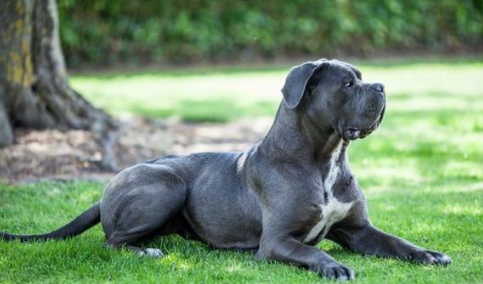 库达犬咬合力是多少