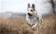 米克斯犬是大型犬吗