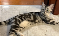 虎纹猫是什么品种