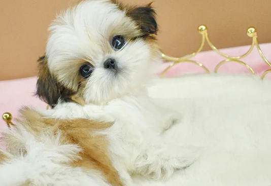 西施犬分长毛和短毛吗
