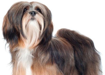 拉萨犬和西施犬的杂交 拉萨犬和西施犬的杂交