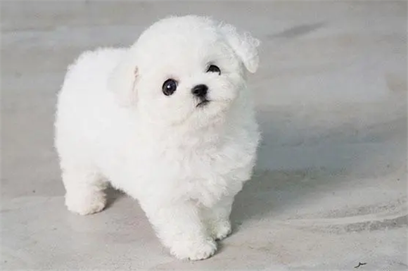 比熊犬能长多大? 比熊犬能长多大?