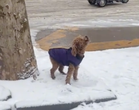 下大雪天狗狗走丢了,等了好久不见主人它昂头嚎叫,是在哭泣吗? 下大雪天狗狗走丢了,等了好久不见主人它昂头嚎叫,是在哭泣吗?