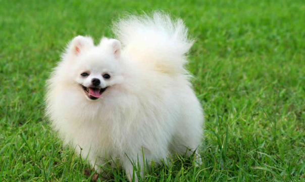 波美拉尼亚犬多少钱 波美拉尼亚犬多少钱