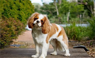 查理士王小猎犬好养吗?他们很依赖主人