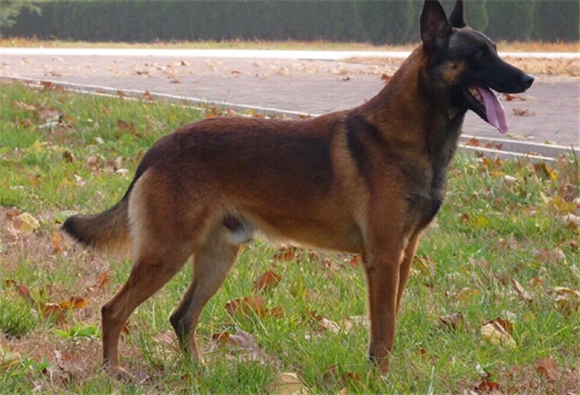 马里努阿犬能养吗 马里努阿犬能养吗
