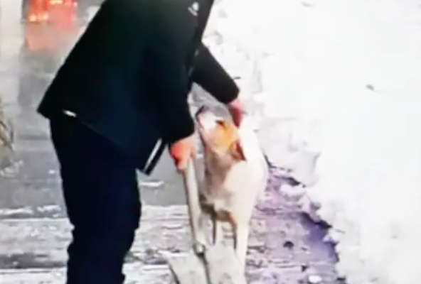 主人铲雪时狗总在叫,还不知道它什么意思,下一秒屋顶雪全掉下来 主人铲雪时狗总在叫,还不知道它什么意思,下一秒屋顶雪全掉下来