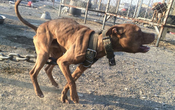 虎皮犬死了