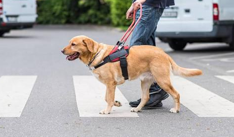 导盲犬是免费申请的吗 导盲犬是免费申请的吗