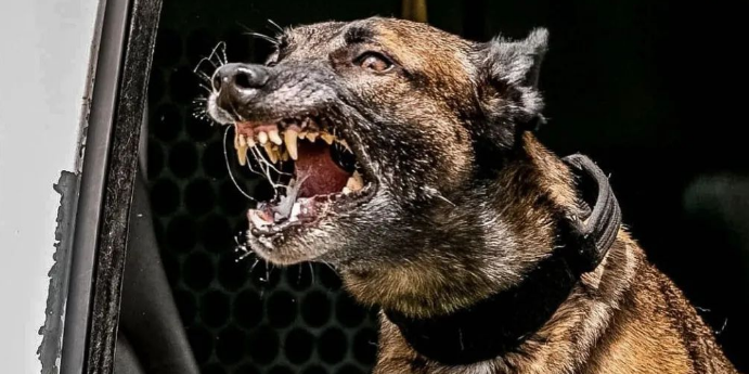 马犬驯养、专业人士告诉你,如何驯养一只出色的马犬? 马犬驯养、专业人士告诉你,如何驯养一只出色的马犬?