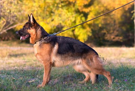 最像狼的犬是什么犬
