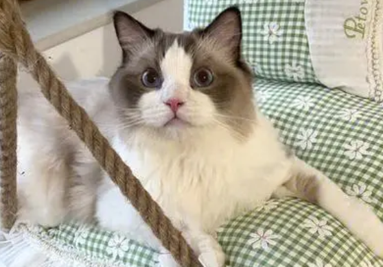 音乐系的猫?猫咪边荡秋千边敲鼓:时快时慢、时轻时重 音乐系的猫?猫咪边荡秋千边敲鼓:时快时慢、时轻时重