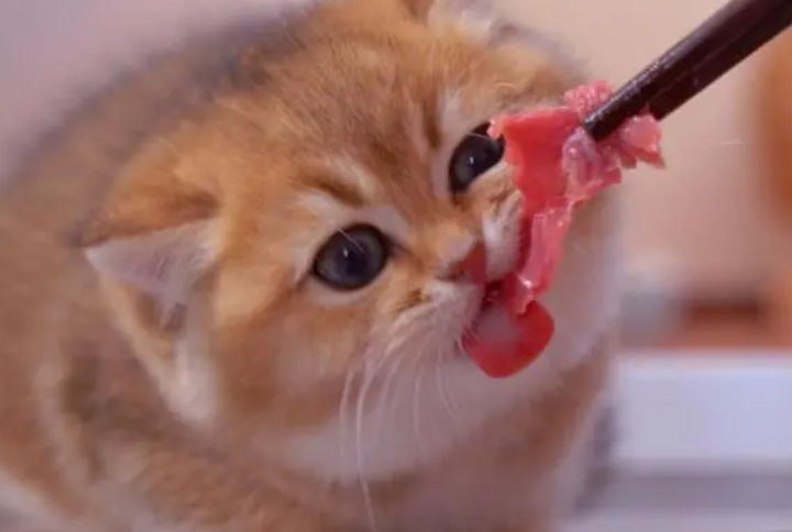 猫2个月可以吃肉吗 猫2个月可以吃肉吗