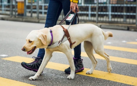 导盲犬为什么退役后,要回到寄养家 导盲犬为什么退役后,要回到寄养家