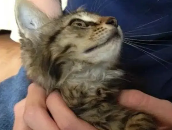 本想帮忙照顾却把流浪猫妈妈吓走,独留一只小猫,家猫把它带回家 本想帮忙照顾却把流浪猫妈妈吓走,独留一只小猫,家猫把它带回家