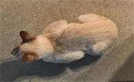 母鸡蹲猫咪是什么意思