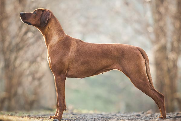 巴斯克维尔猎犬简介图片