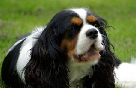 查理士王小猎犬叫么,和蔼可亲精力旺盛 查理士王小猎犬叫么,和蔼可亲精力旺盛
