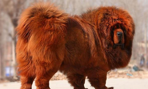 红獒对主人忠诚吗