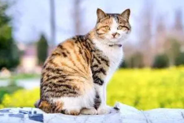 中华田园猫有短腿的吗