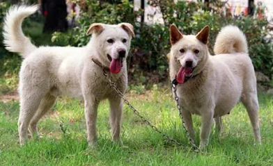 岛犬和丰山犬区别