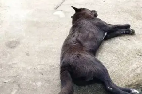 狗狗中了毒针,一路狂奔回家,只是为了见主人最后一面 狗狗中了毒针,一路狂奔回家,只是为了见主人最后一面