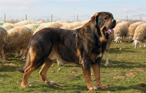 比西班牙黎还大的犬种 比西班牙黎还大的犬种