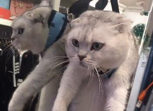 吊脖子猫是什么意思