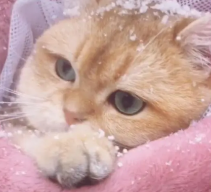 网友第一次带猫咪赏雪，猫咪冻得直哆嗦