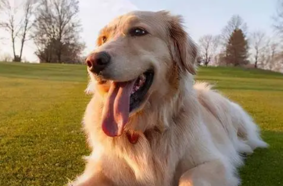 金毛犬的体型和毛发特征 金毛犬的体型和毛发特征