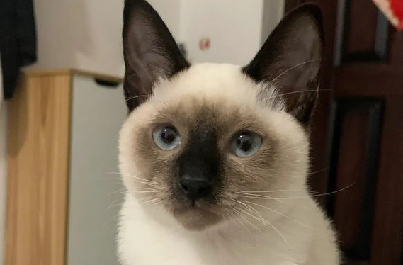 辑巴猫是暹罗猫吗