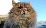 最霸气的猫是什么猫