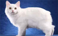 马恩岛猫有尾巴吗