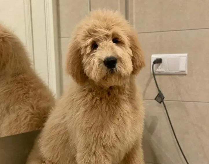 金贵犬多少钱一只多大算幼犬