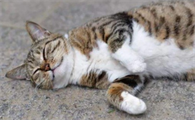 猫硬了还能活吗