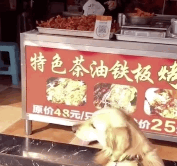 带大金毛出门前,一定要先喂饱它,不然……超尴尬! 带大金毛出门前,一定要先喂饱它,不然……超尴尬!