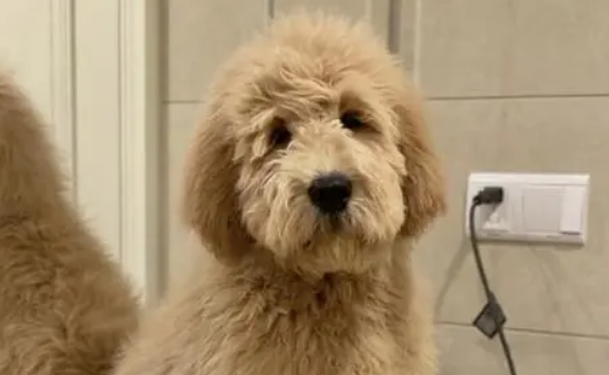 金贵犬寿命怎么样 金贵犬寿命怎么样