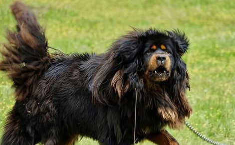 藏犬与藏獒图片