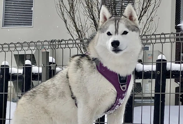 警犬被学校开除,知道原因后…网友都笑疯了哈哈哈哈! 警犬被学校开除,知道原因后…网友都笑疯了哈哈哈哈!