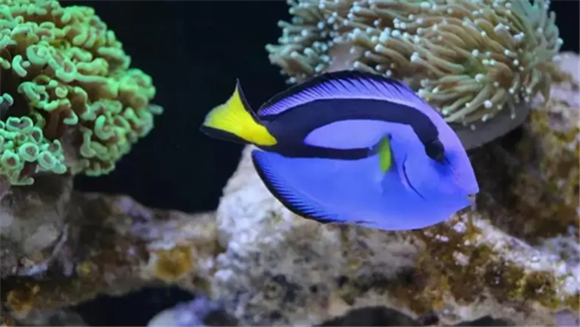 怎样养海水鱼 怎样养海水鱼