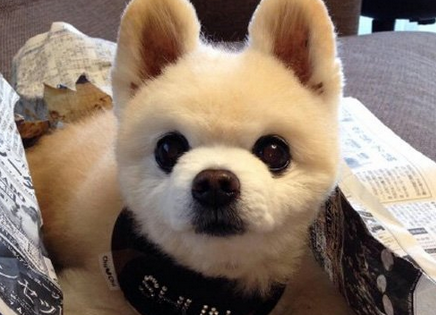 俊介犬一个月开销 俊介犬一个月开销