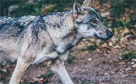 马犬能不能打过狼