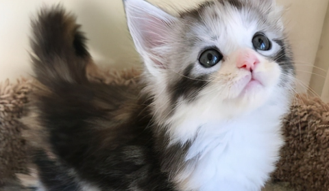滥褛猫和缅因猫的区别 滥褛猫和缅因猫的区别