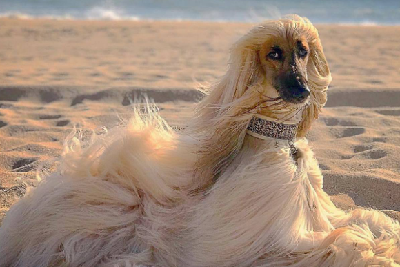 长毛犬夏天要剃毛吗 长毛犬夏天要剃毛吗