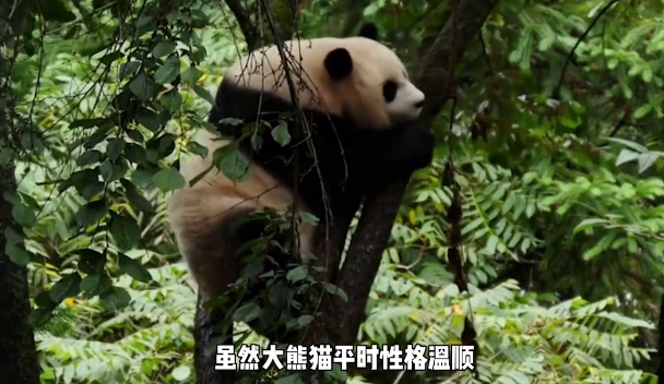 有趣的熊猫知识：大熊猫的嗅觉和听觉