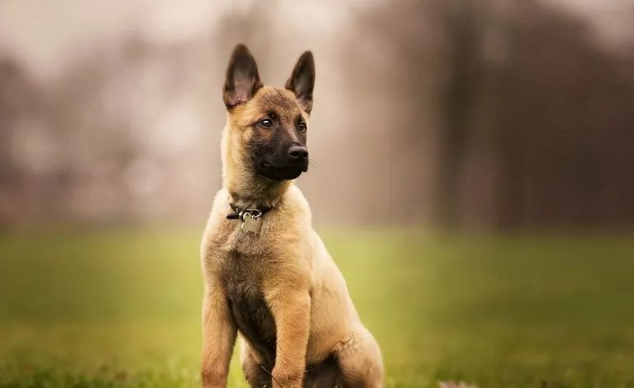 马犬喂养注意事项 马犬喂养注意事项