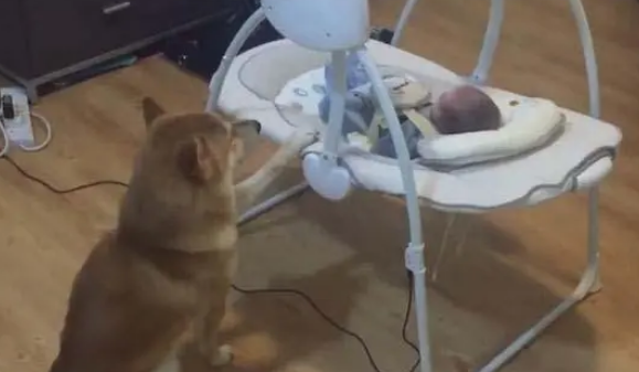 柴犬陪着小主人在家看动画片,主人特意的拍下了这一幕,暖哭了! 柴犬陪着小主人在家看动画片,主人特意的拍下了这一幕,暖哭了!