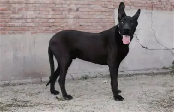 三个月黑狼犬几斤多高